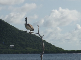 Pélicans à Sandy Island