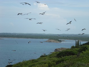 Les oiseaux de Great Bird Island