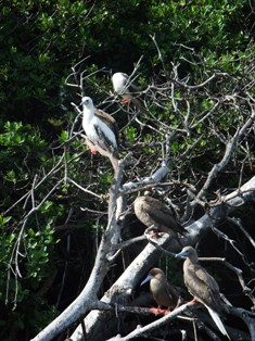 Oiseaux et Mangrove