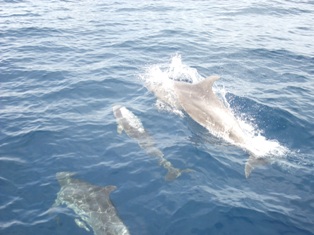 Encore des dauphins
