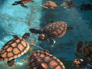 Petites tortues de mer